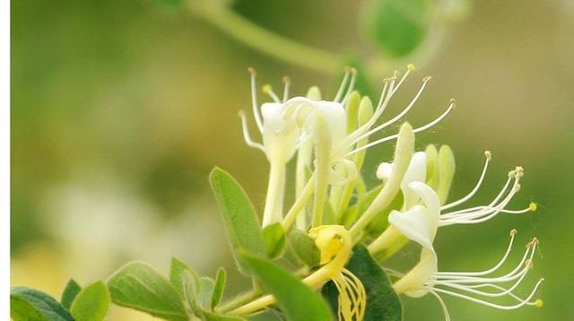  『银花茶』家里养金银花，好处多，实用价值大！
