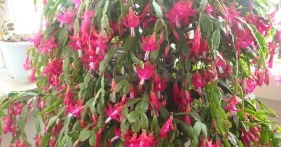  #花团锦簇#阳台种花选这5种，一棵一分钱，一次开100朵，花团锦簇阳台成花海