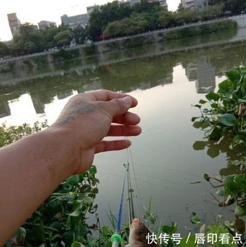 『罗非鱼』不能吃？陕西河道现罗非鱼，当地人担心危害本土鱼，钓起即踩死