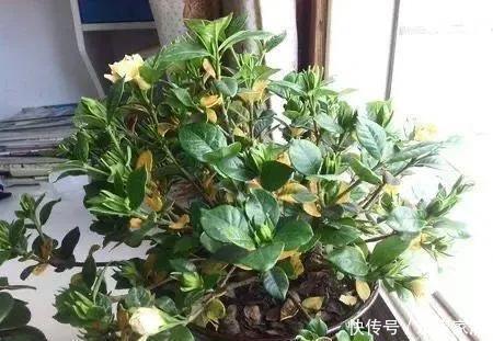  栀子花|栀子花发黄掉花苞，有2个“原因”，及时改善，叶油绿花爆满