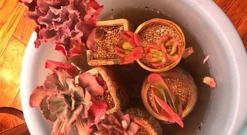  『图片作者』多肉圈也有专用词语，记牢这18个词，告别新手期！