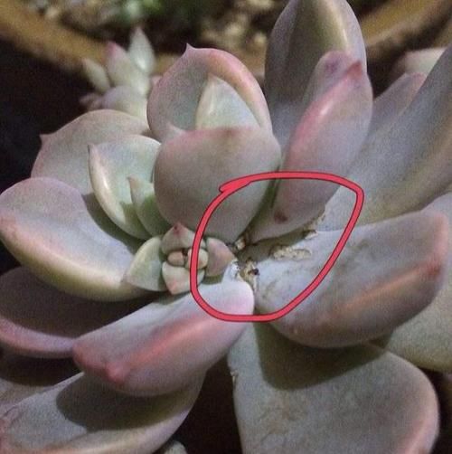 #养花#养花爱生虫？教你一招，根除“蚧壳虫”
