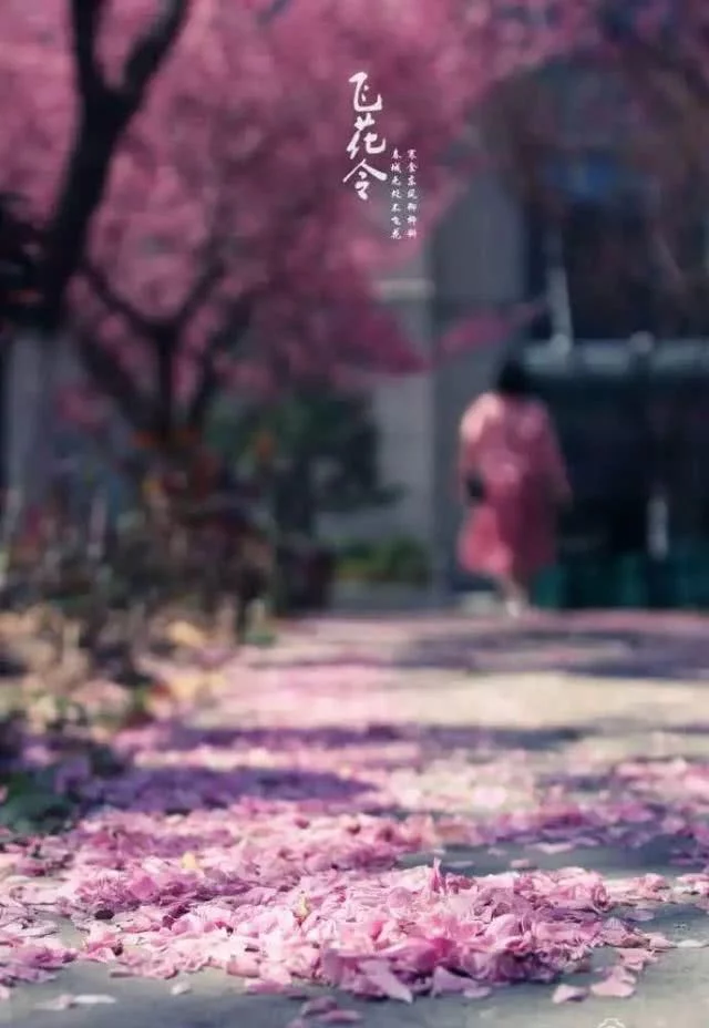 阳春三月,群芳争艳!来看西安这些“花花世界”的最佳踏春赏花指南