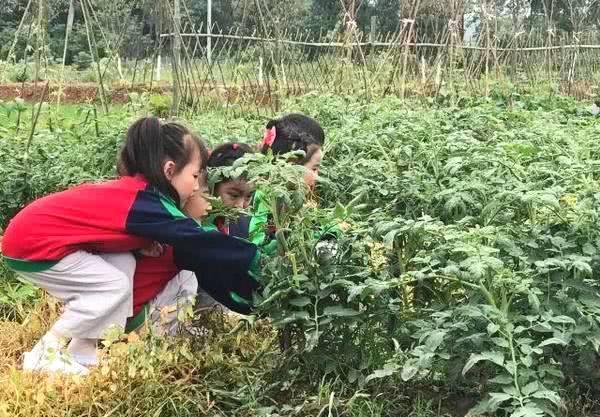  小手绢■农村常见三种野草能治病，最后一种还是野味