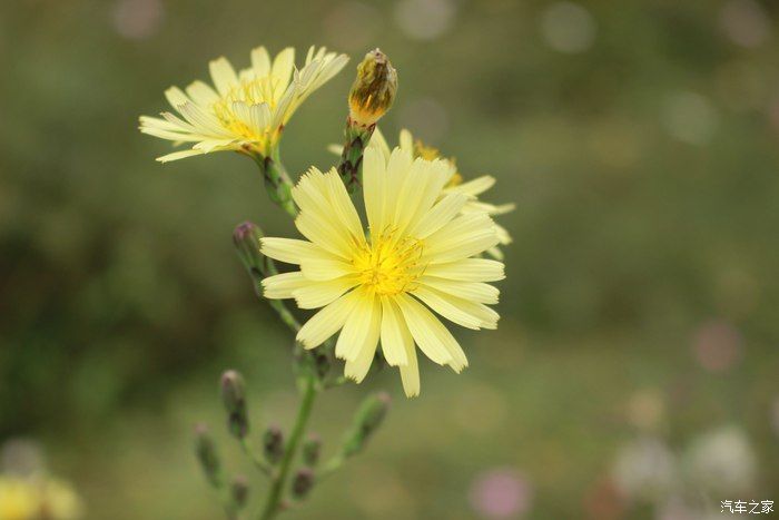 博越自驾游，网红打卡地 上河古村，一场美丽的邂逅
