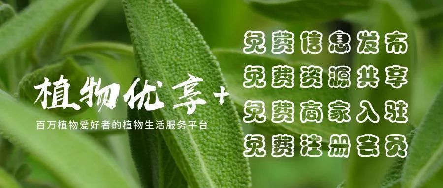 前方花海高能，这些花儿你能认出几种？