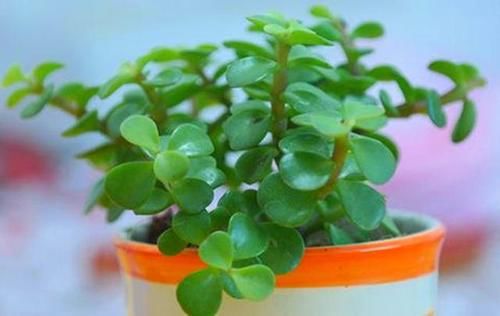  「植物」金枝玉叶养成老桩，根系粗壮价值高，不知道的还以为是马齿苋