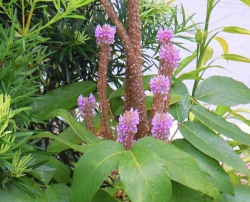  『杂草』山坡下的1种“猫尾草”，有着紫色的花冠，像“猫尾巴”，珍贵