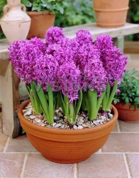  「光照」埋土里就能开花的球根花卉