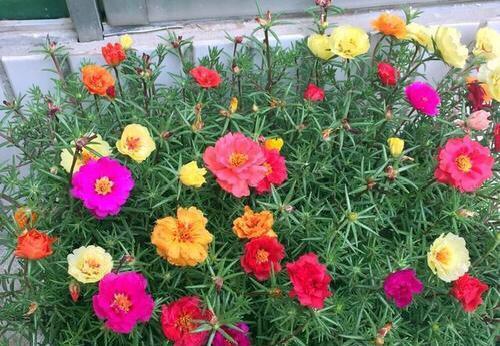 『花开花』太阳花开花少?晒晒太阳,浇点肥水,花苞不断萌发,又开花爆盆了