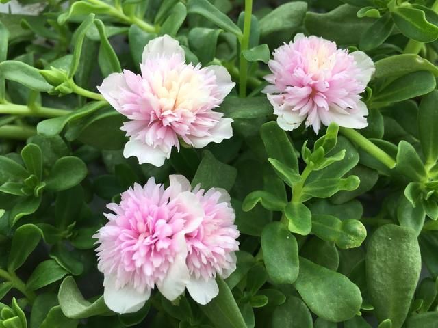  『太阳花盆栽』太阳花长有1米高还不开花？3个神操作，给我一个月，开花爆盆不难