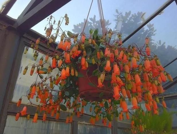  『挂在阳台』家里有4种花，吊起来养“最漂亮”，长得旺盛，就像花窗帘