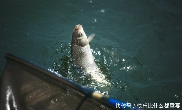  钓法：双钩钓法中，上钩中鱼和下钩中鱼的区别有哪些？是灵、还是顿？