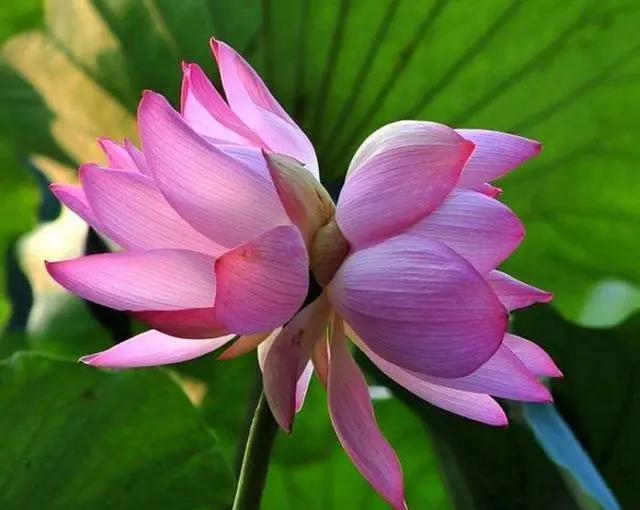 细节|荷花盆栽怎么养?做好4个细节,花朵硕大真好看
