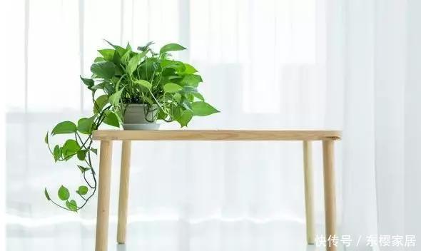  摆放|家中绿植总黄叶？注意避开这些摆放“雷区”！