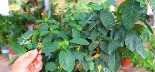  「栀子花的生」栀子花有“5忌”，难怪“花苞”哗哗掉，原来是“犯忌”了