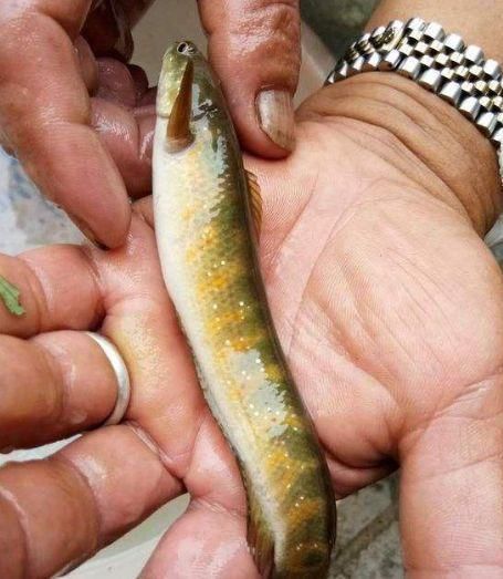  [蛇头鱼]蛇头鱼入侵？我国多地出现“蛇头鱼”，专家：因水质变