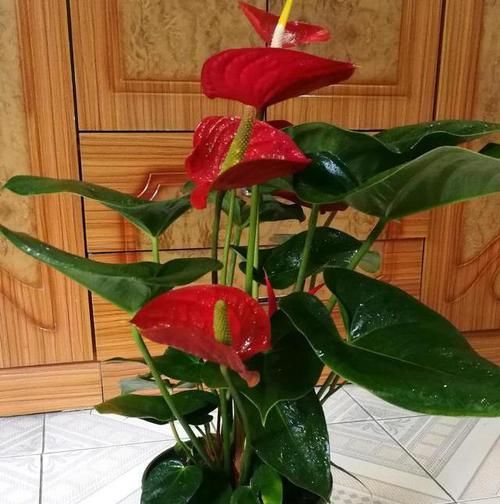  『红艳艳』红艳艳的“红掌花”开始发黄？4个原因，再不救治，飞快死翘翘