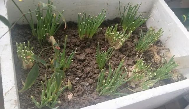  水果■在阳台上用空油瓶种菜种水果，一种几十盆，不花钱，好吃不用买