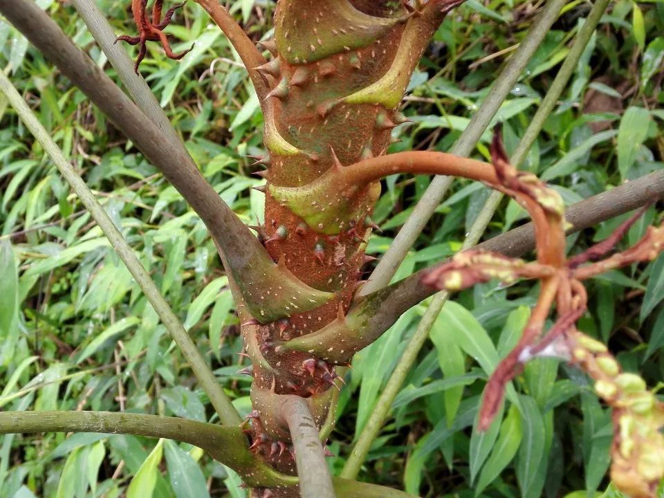 这树浑身是刺，过去农民砍来当柴烧，如今20元一盆成除甲醛能手