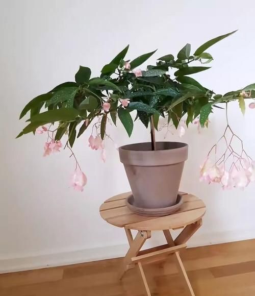  『室内』好看、小巧的室内观花植物，这几种就不要错过了