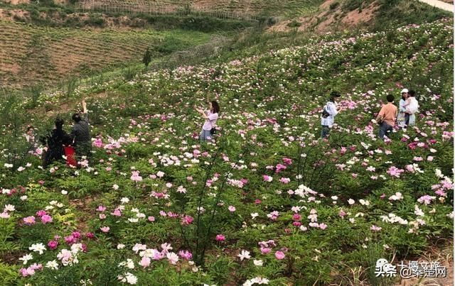 『观赏时间』全部免费!千亩芍药、500亩油牡丹花开成海… 周末约起