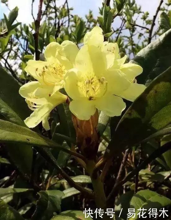  杜鹃@国家Ⅱ级珍稀濒危物种|东北地区特有的牛皮杜鹃