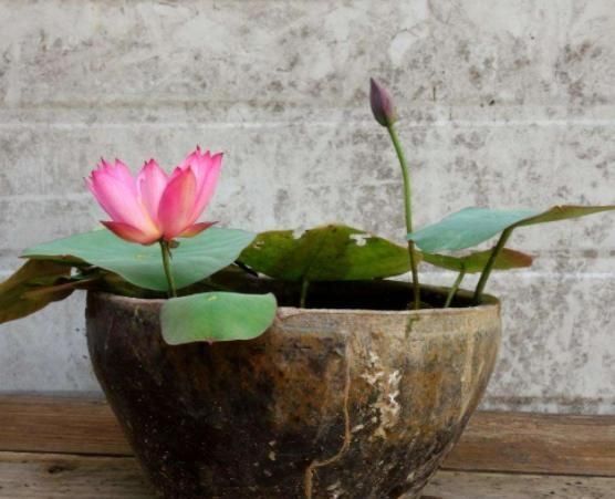  「的的」出淤泥而不染的的莲花，是佛教“五树六花”之一，被称为“圣花”