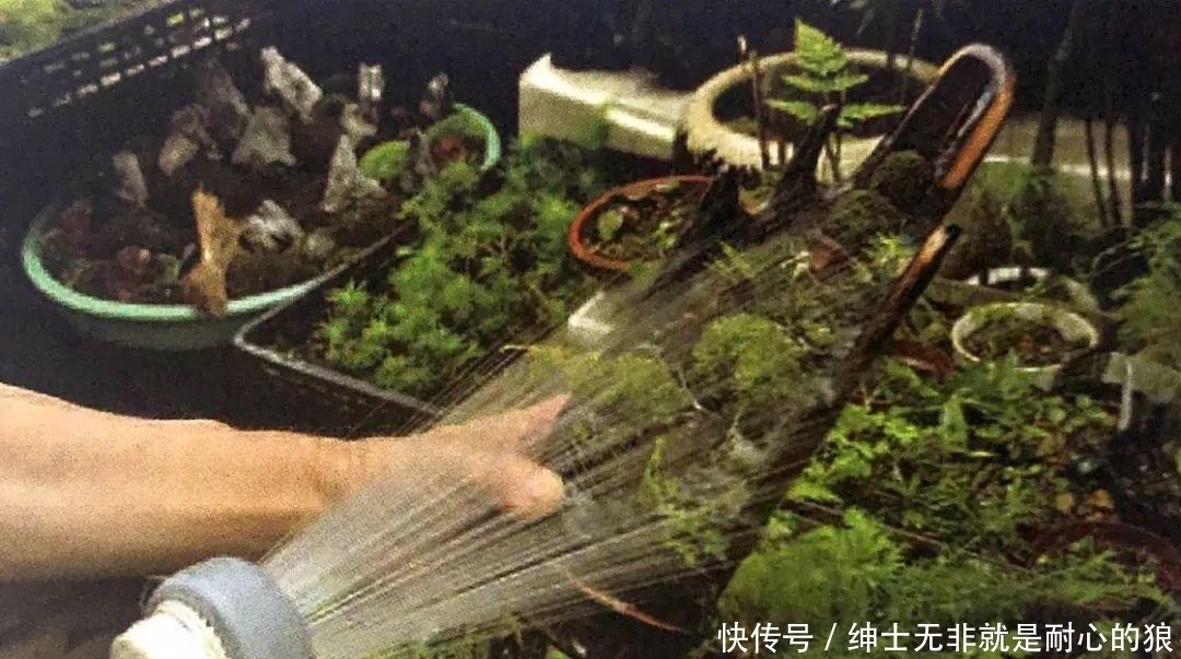  『苔藓』一竹一苔一盆景, “拥入怀中, 成就彼此”制法与图解