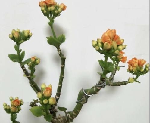 撸光|长寿花老桩怎么养狠下心,撸光“叶子”晒一晒,轻松就能完成
