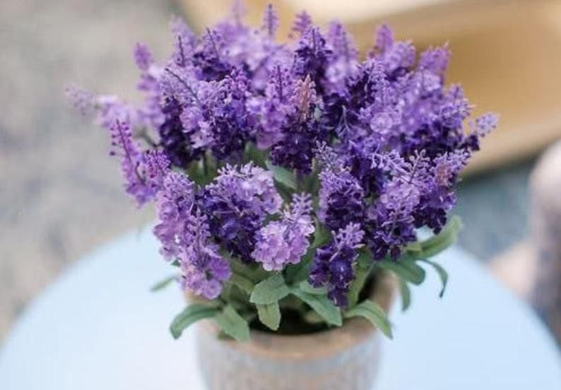  家里：3种“瘦身又美容”的花，家里养1盆，赏花又变美，还特别好养！