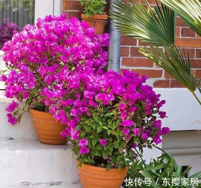 「催花」养三角梅“催花”很重要,掌握几个小技巧,一直开花到秋天