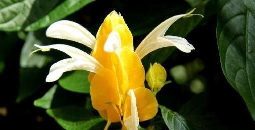 【窗纱】喜欢菊花,就养盆“珍稀名菊”绿窗纱影,似凤凰起舞,青碧可人