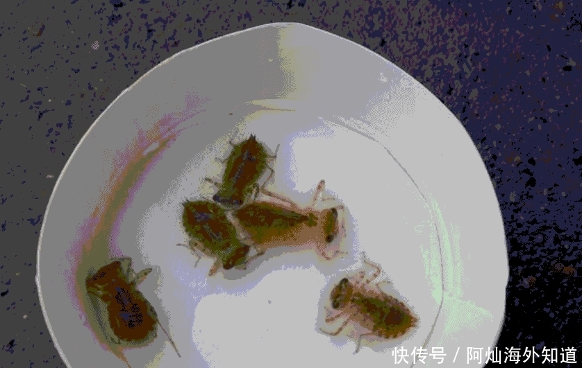 鱼塘边随处可见, 很多人都不认识它, 好多养殖户因它吃亏!