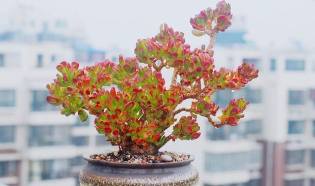  『筒叶花』新手养花，不如养观赏精品：筒叶花月，精巧奇特，闪闪惹人爱