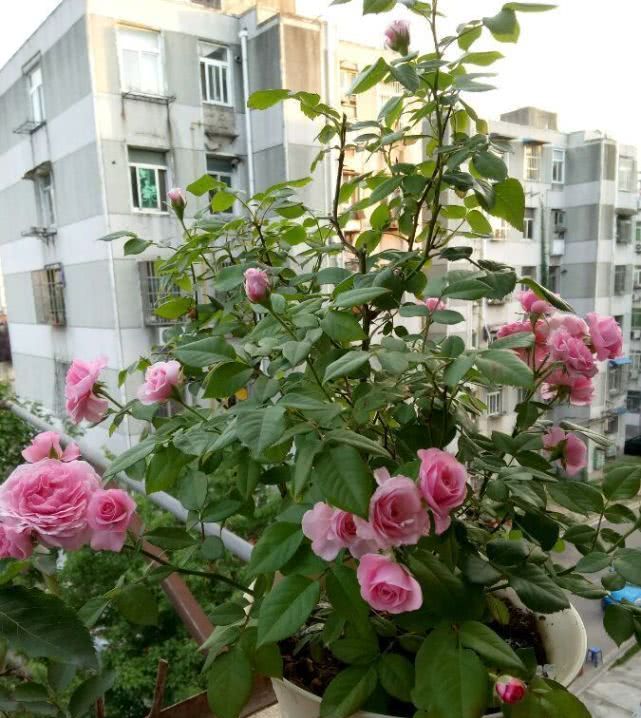  芳香■此花曾获园艺大奖，花色漂亮不说还有浓郁芳香，养护容易值得入手