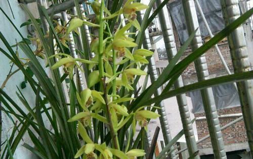  『低温春化』蕙兰还没抽箭就出花苞？蕙兰顺利开花出架的2个要点，不要忽略