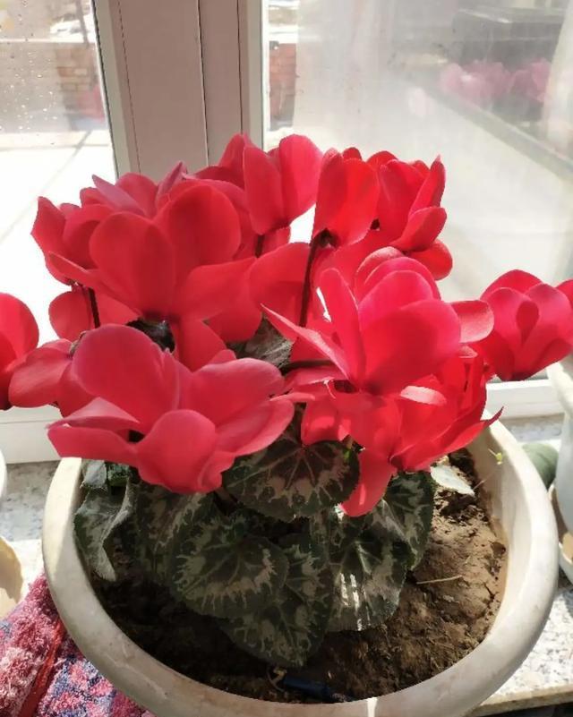  [技巧]养花技巧：这6种花千万别喷水，一喷水就烂叶，3天死翘翘！