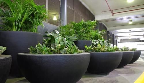  [生长过度拥]过度拥挤的环境会影响植物的生长么？
