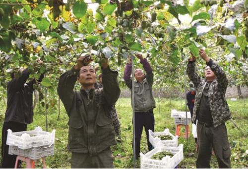 农村这种野果，亩产2000斤，一斤40元，年收入轻松几十万