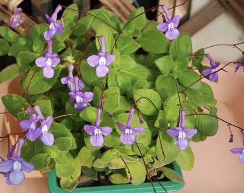  「海豚」它被称为“海豚花”，1盆开花“50朵”，花朵紫色，比太阳花美！