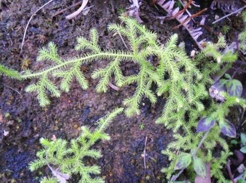  石松■田地里有1种草不常见，枝叶像“蜈蚣”，人称“垂穗石松”，珍贵