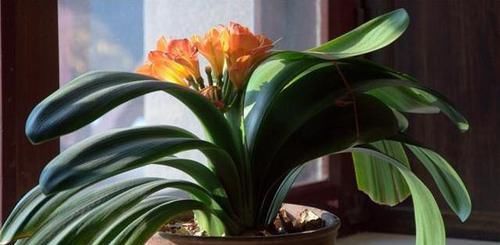  『值钱』这几种植物养在家里，外形美观寓意好，而且越养越值钱