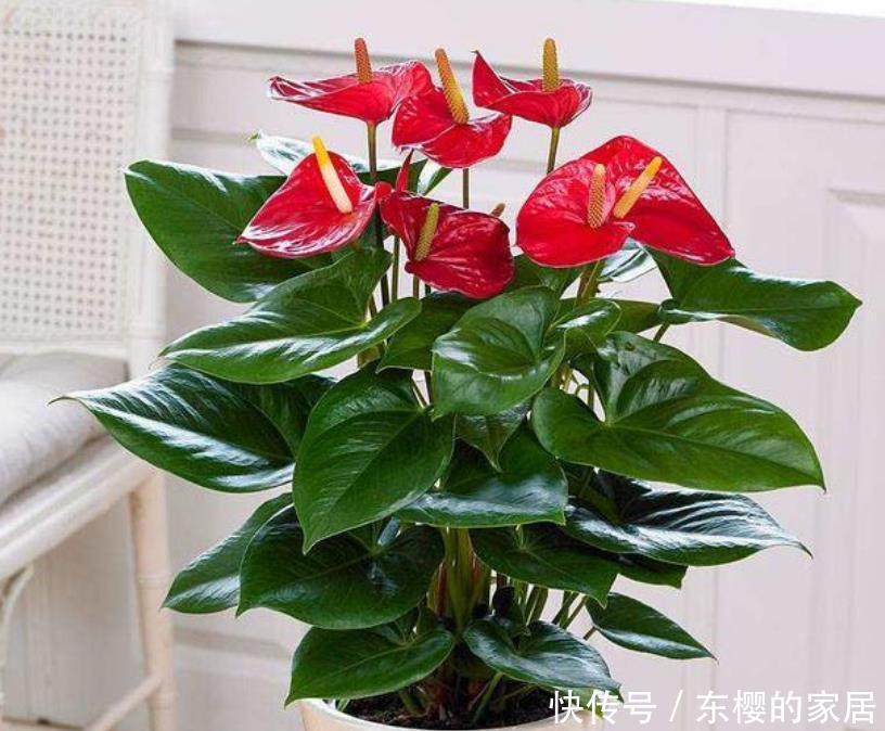 家里:“4种花”养家里,开花不断,花朵多又艳,直接变成“小花园”!