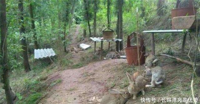  「小伙」农村小伙养殖36元一斤的野味，年产值几十万元