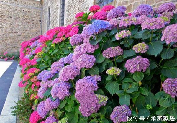 「满园」绣球真是开花机器,剪根枝条插土里,成活快满园花