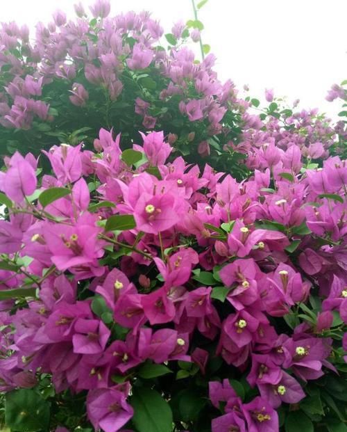  三角梅：小露台养上“1种花”，全年花朵“爆不停”，活像个小花园，真美