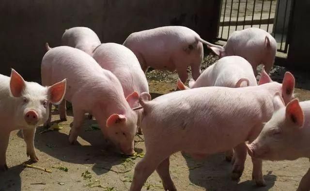 养猪大户半辈子的养猪经验，值得借鉴和学习！