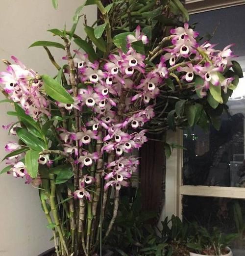 「专属」父亲专属特有之花,石斛花,父亲节送父亲的专属花