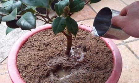  #栀子花#养了2年的栀子花，一换盆就死了，问题不在花身上，在你身上
